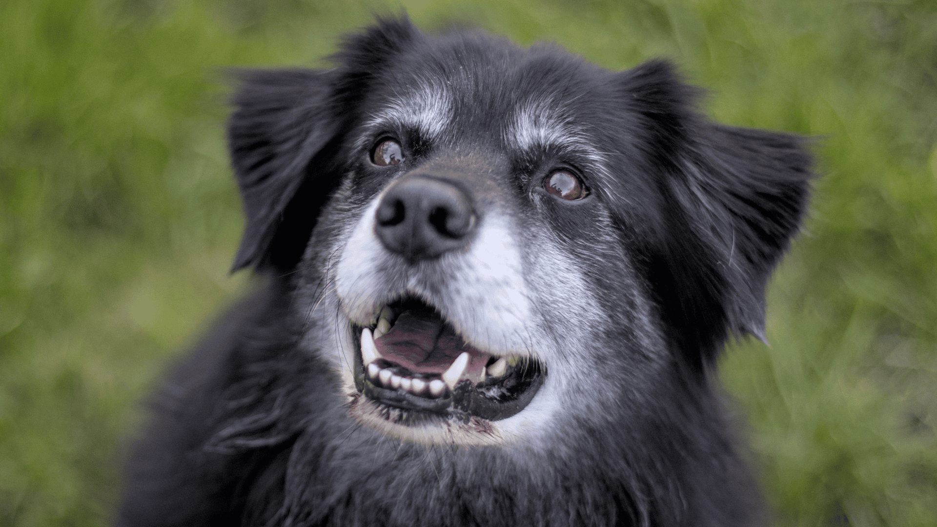 Perros.png Perros.png