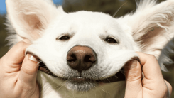 Perros
