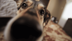 Perros